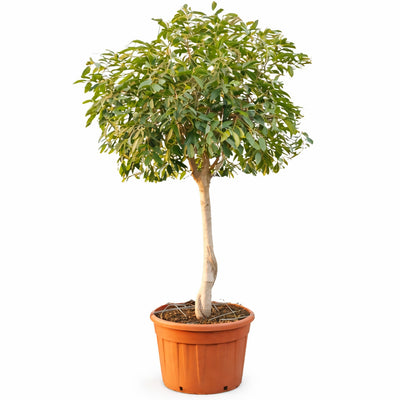 Ficus amstel king in mastello D.69 H. 270/300 cm