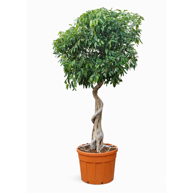 Ficus amstel king spirale en pot D.69 cm