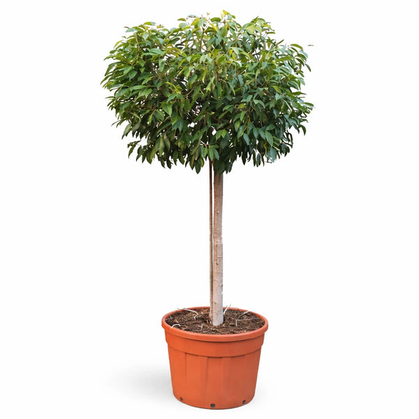 Ficus amstel king en standard en pot de 75 cm