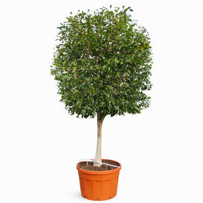 Ficus exotica standard in vaso D.75 H.330 cm