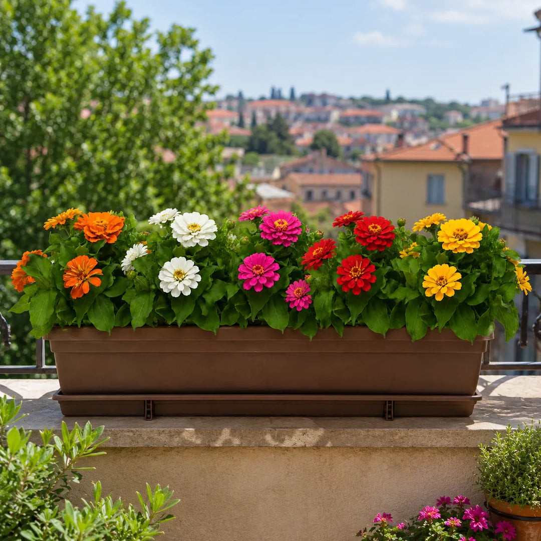 Fioriera rettangolare con piante di Zinnia colorate ideale per decorare balconi assolati e terrazze estive.
