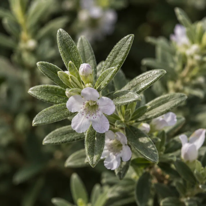 Primo piano dei delicati fiori bianco lilla della Westringia fruticosa circondati da foglie verde-grigio, tipica pianta ornamentale per giardini mediterranei.