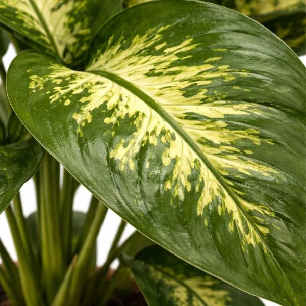 Dieffenbachia foglie variegate - dettaglio ravvicinato di foglia verde e crema