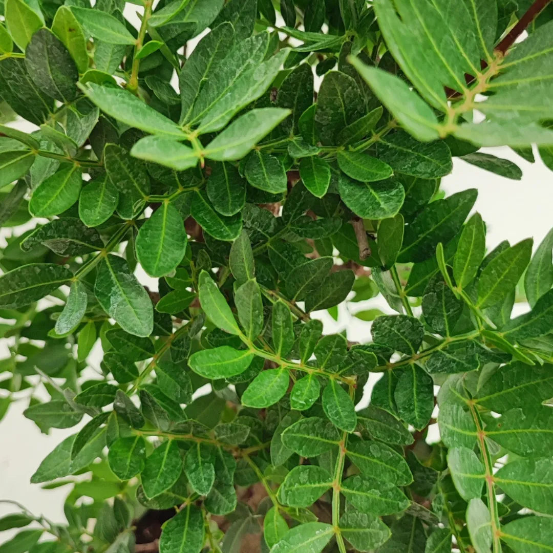 Dettaglio delle foglie verdi lucide del bonsai Pistacia Lentiscus 12 anni