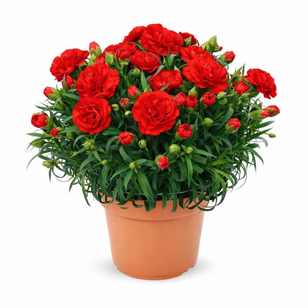 Carnation Oscar mixed colors D.14 cm