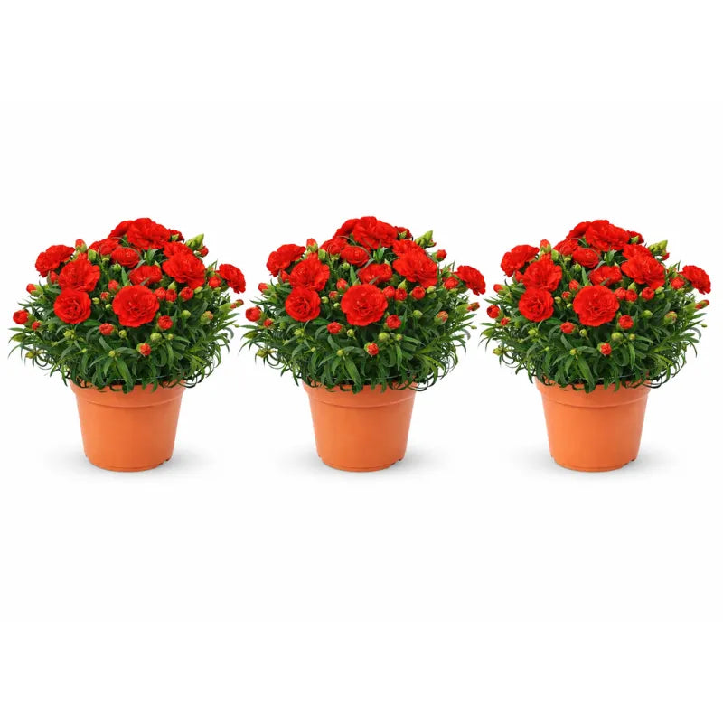 Garofano Oscar Colori Mix - Esempio di composizione floreale con garofani