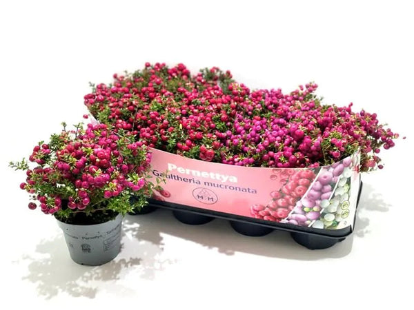 Gaultheria mucronata D. 14 CM
