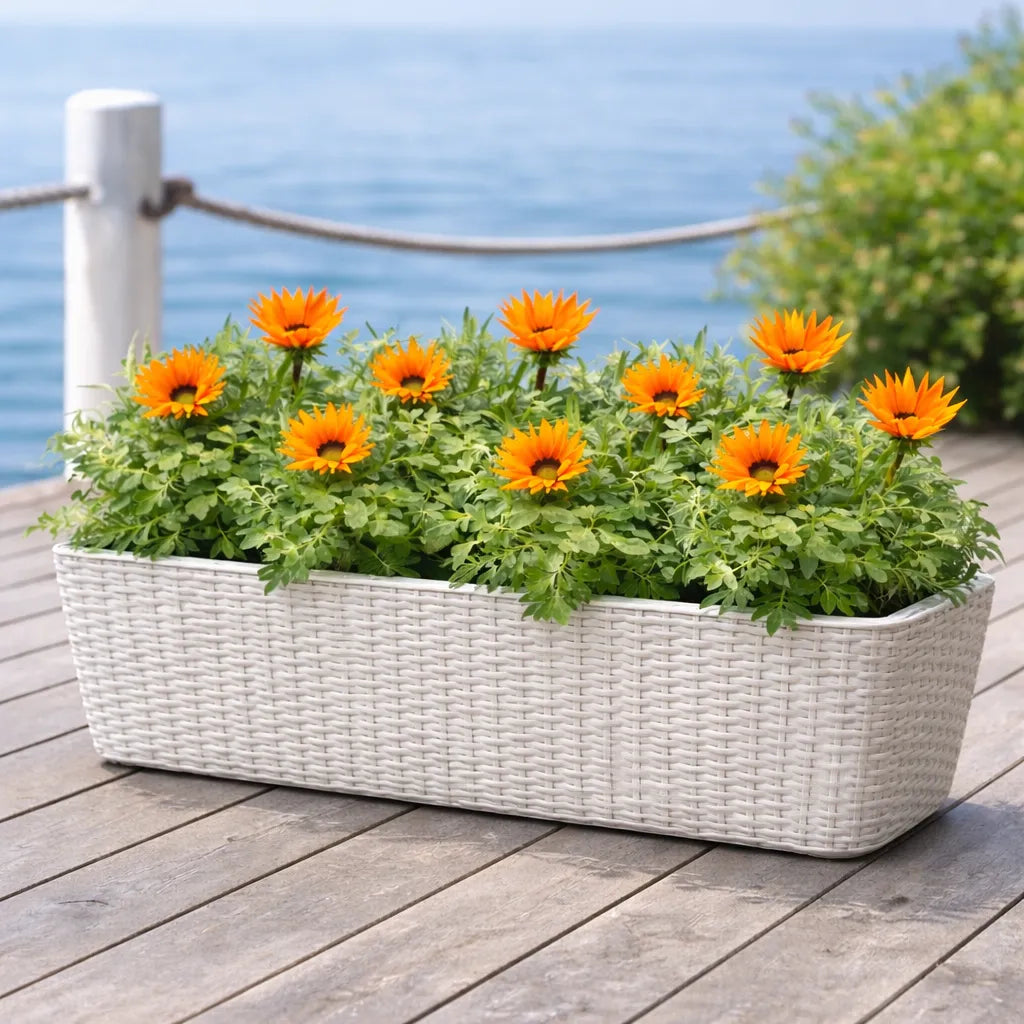 Gazania pianta in piena fioritura, composizione di più piante in un giardino soleggiato