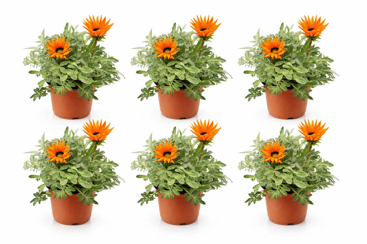 Gazania fiore rosso con foglie verdi, dettaglio del centro del fiore