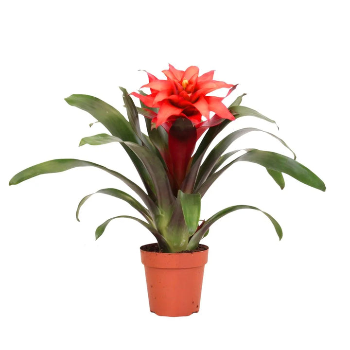 Guzmania Fiero Rouge D.12