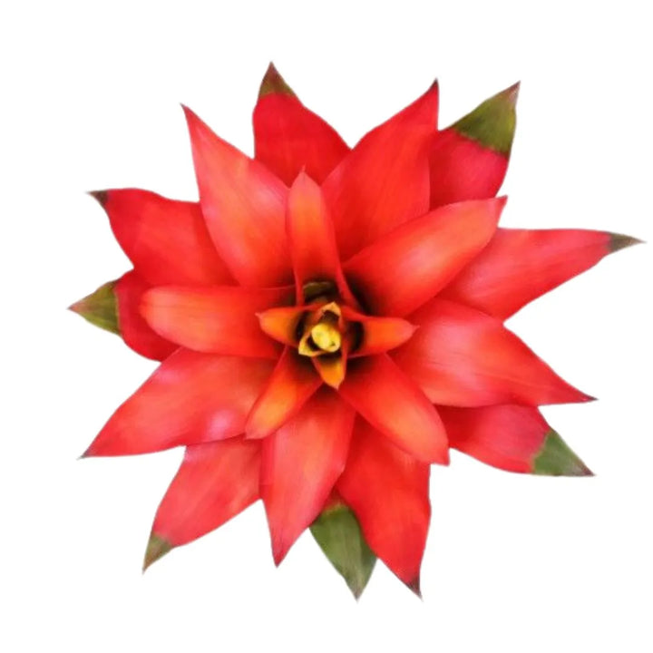 Guzmania Fiero Rouge D.12