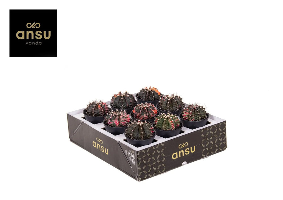 Gymnocalycium mih. Japan D. 7.5 CM - i Giardini di Giulia  