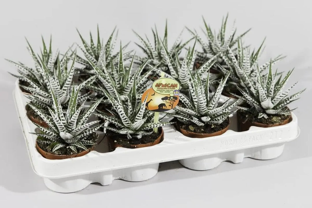 Haworthia fasciata Alba - pianta succulenta con foglie striate bianche