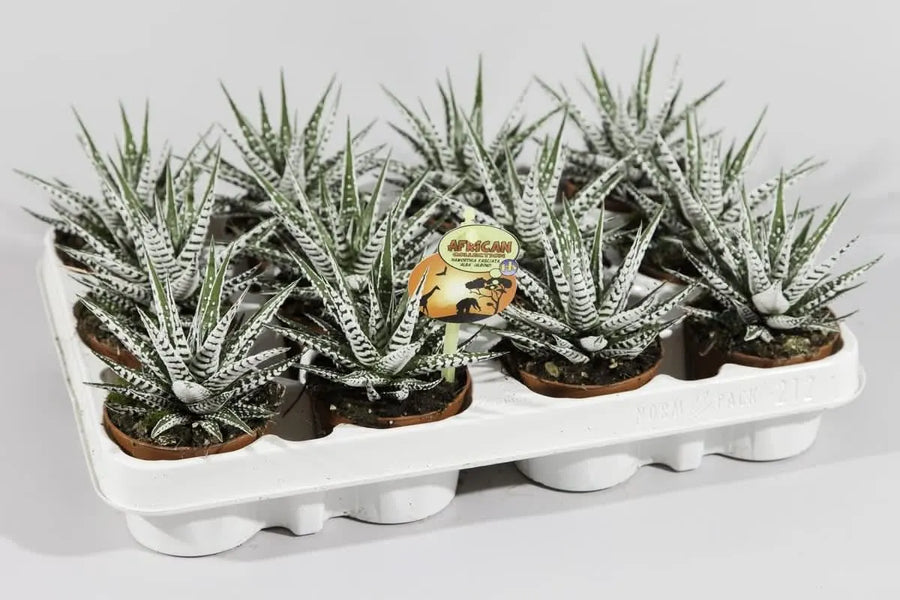Haworthia fasciata Alba - pianta succulenta con foglie striate bianche