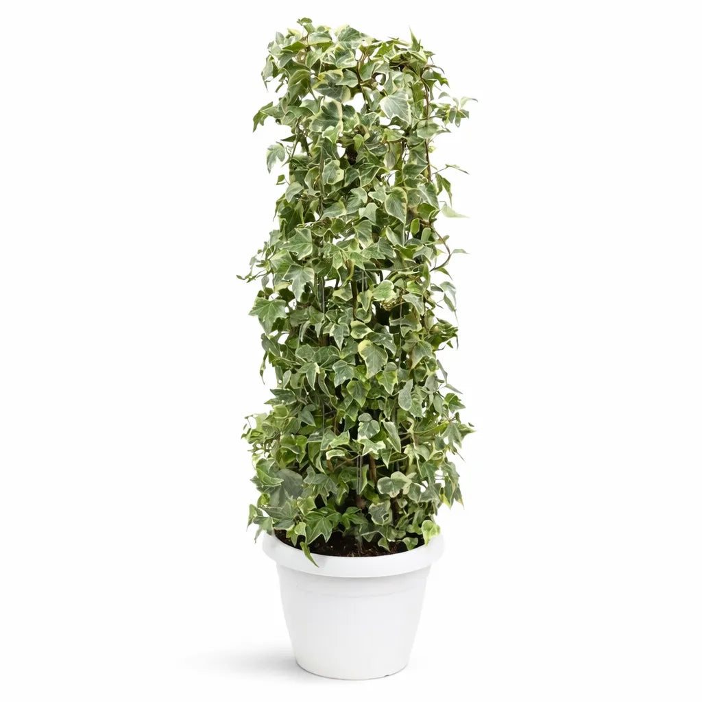 Hedera helix colonnare - Pianta rampicante in vaso D. 27 H.100 cm per interni ed esterni