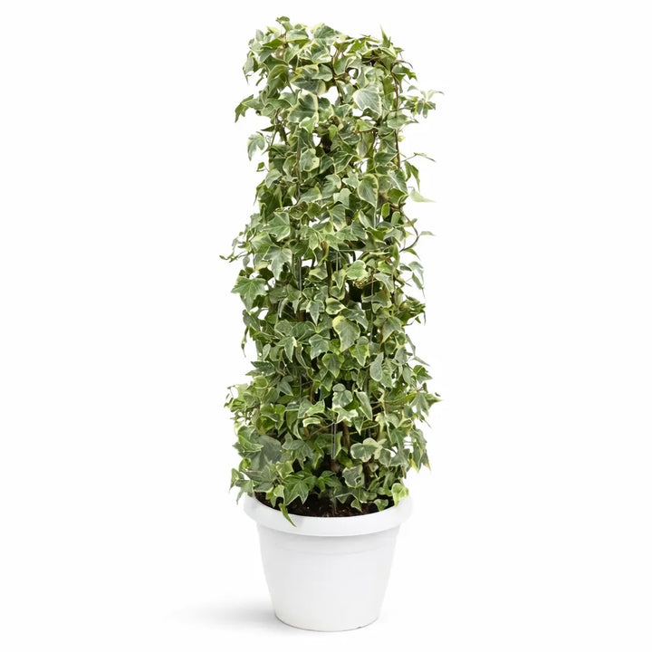 Hedera helix colonnare - Pianta rampicante in vaso D. 27 H.100 cm per interni ed esterni