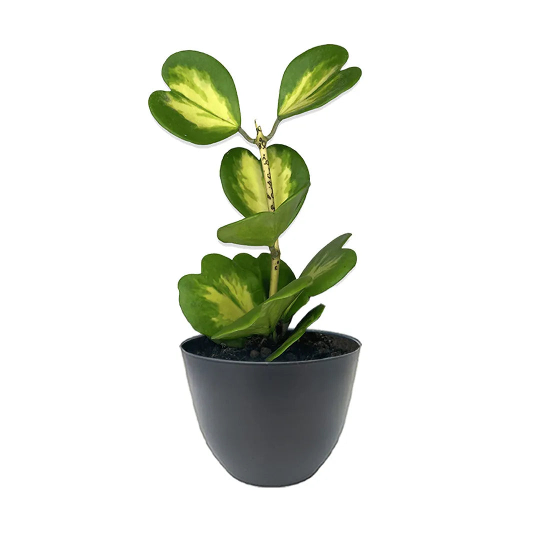 Hoya Kerrii Variegata in vaso antracite - pianta succulenta a forma di cuore per interni