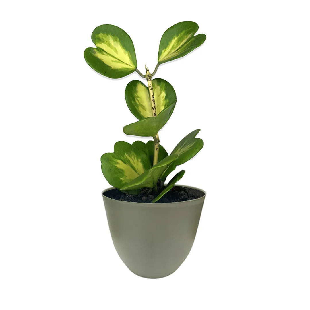 Hoya Kerrii Variegata in vaso verde rosmarino - pianta da interno con foglie a cuore e vaso di design