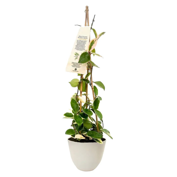 Hoya carnosa Krimson Queen en pot conca pure 17 cm