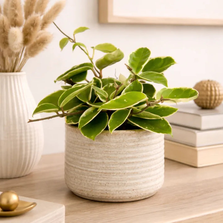 Hoya carnosa Krimson Queen in vaso decorativo su mensola in ambiente luminoso