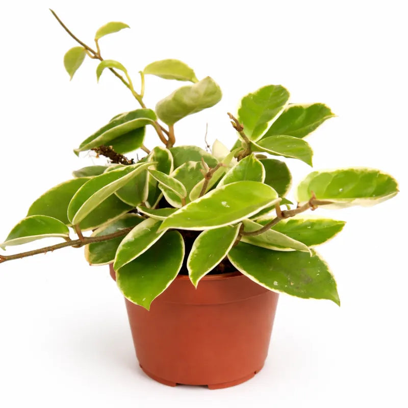 Pianta Hoya carnosa Krimson Queen con foglie variegate verde e crema in vaso da coltivazione