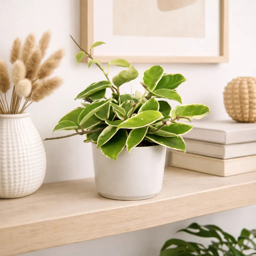 Pianta Hoya Krimson Queen con foglie carnose variegate posizionata su mensola in casa