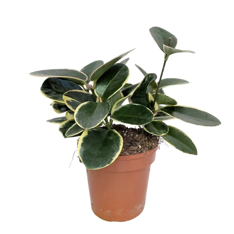 Hoya australis Blondie - pianta da interno con foglie cerose e sfumature chiare in vaso decorativo