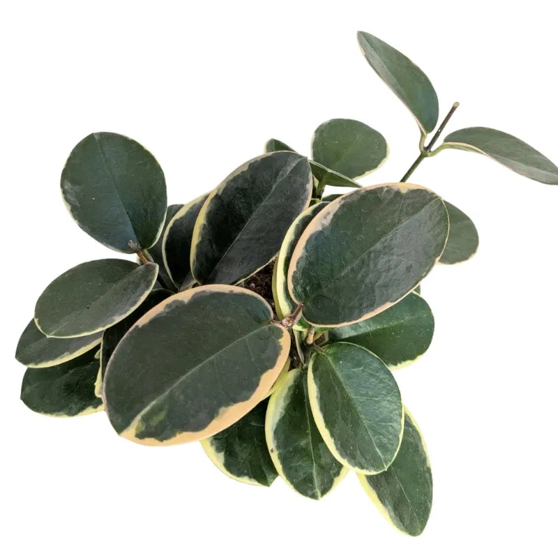Hoya australis cura - dettaglio ravvicinato delle foglie cerose e lucide della Hoya Blondie