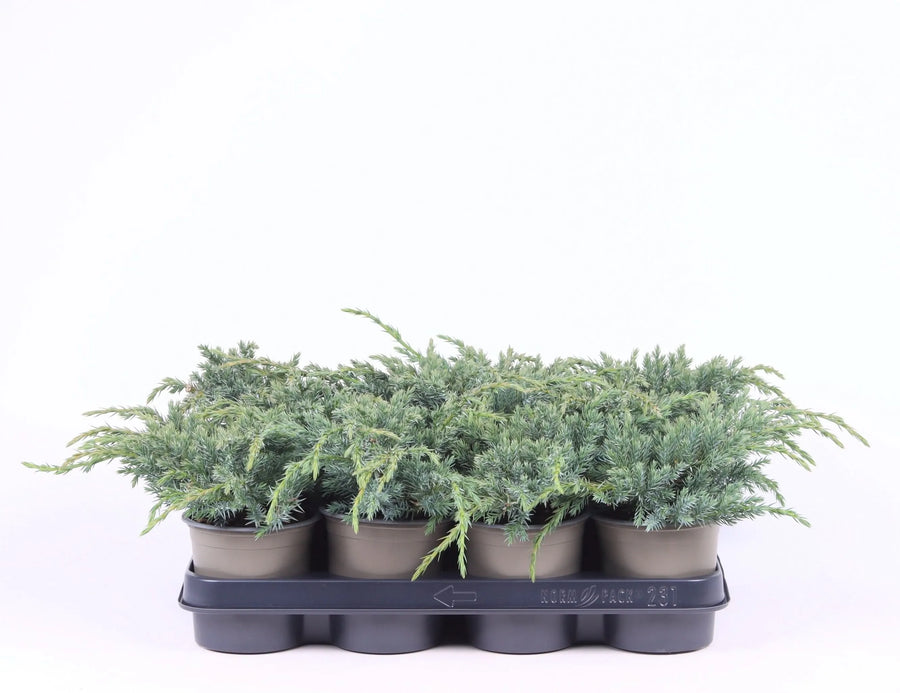 Juniperus Blue Carpet - ginepro ornamentale strisciante con fogliame blu-argenteo