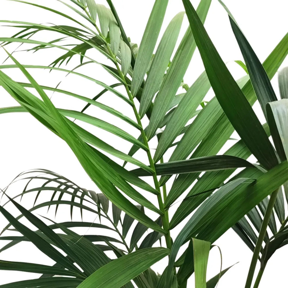 Kentia in vaso - dettaglio delle fronde verdi e slanciate della palma da interno