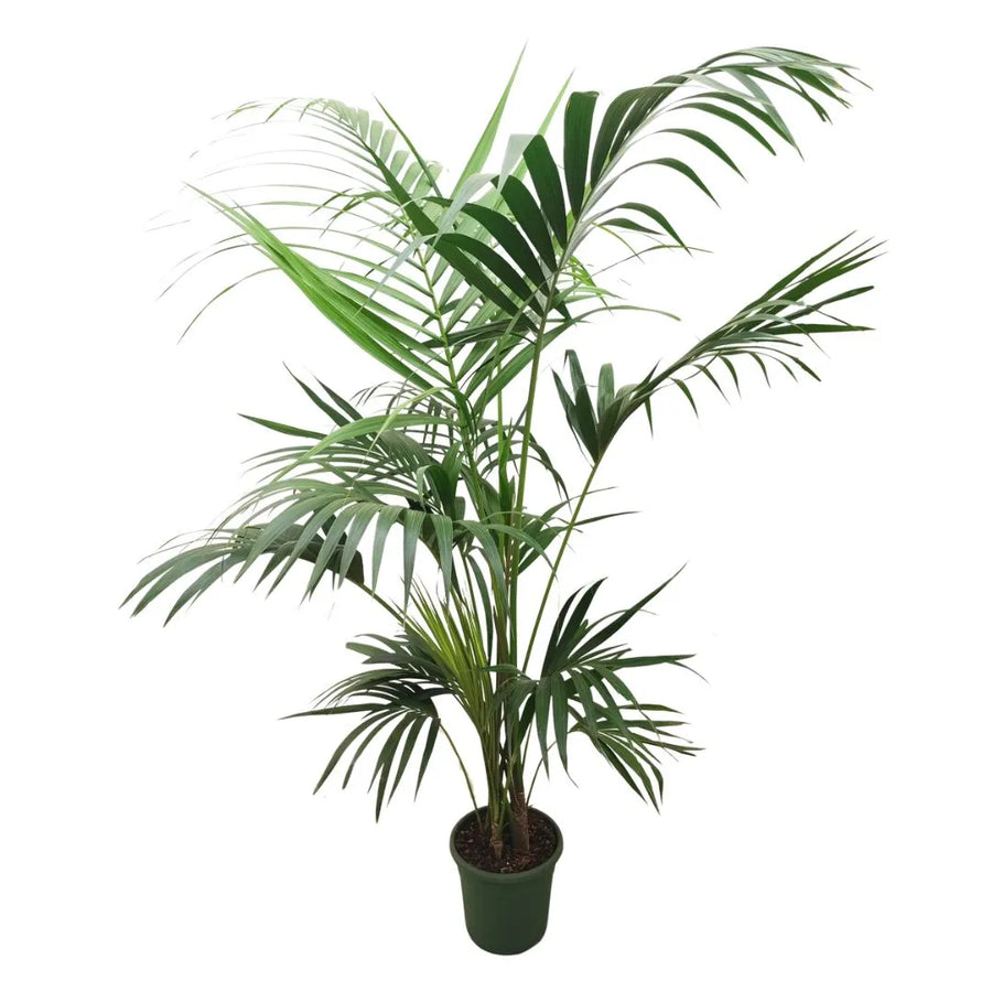 Kentia in vaso 26 cm - palma da interno elegante con fronde arcuate e portamento slanciato