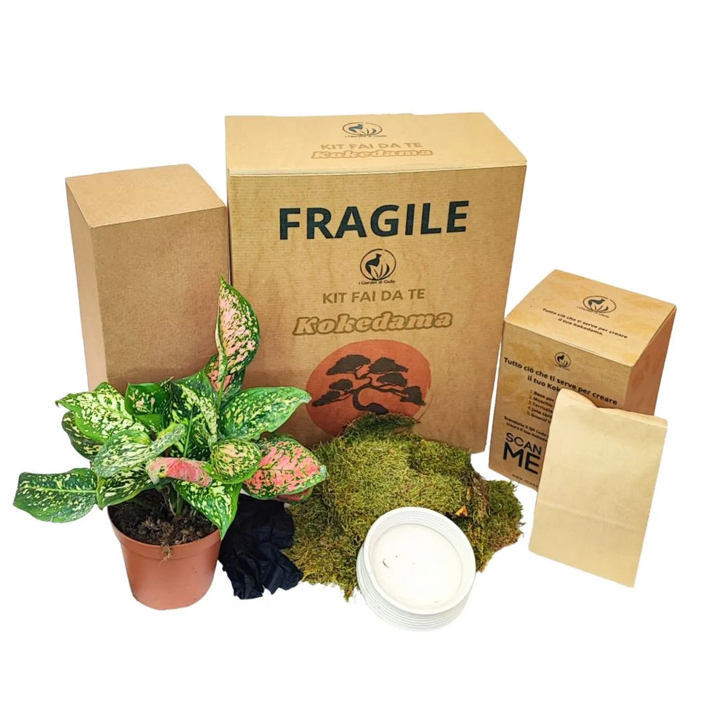 Kit kokedama con pianta Aglaonema Pink Uniame, muschio, filo di juta, base bianca e accessori per la creazione.