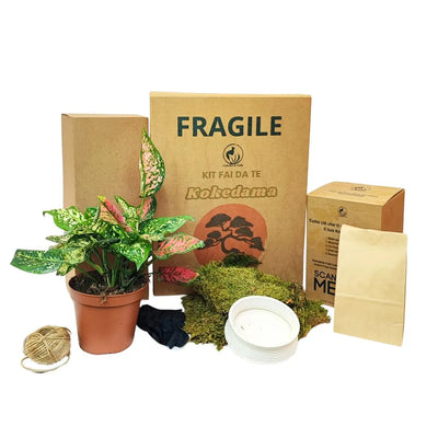 Kit Kokedama Hazlo tú mismo Aglaonema Rosa Todo incluido