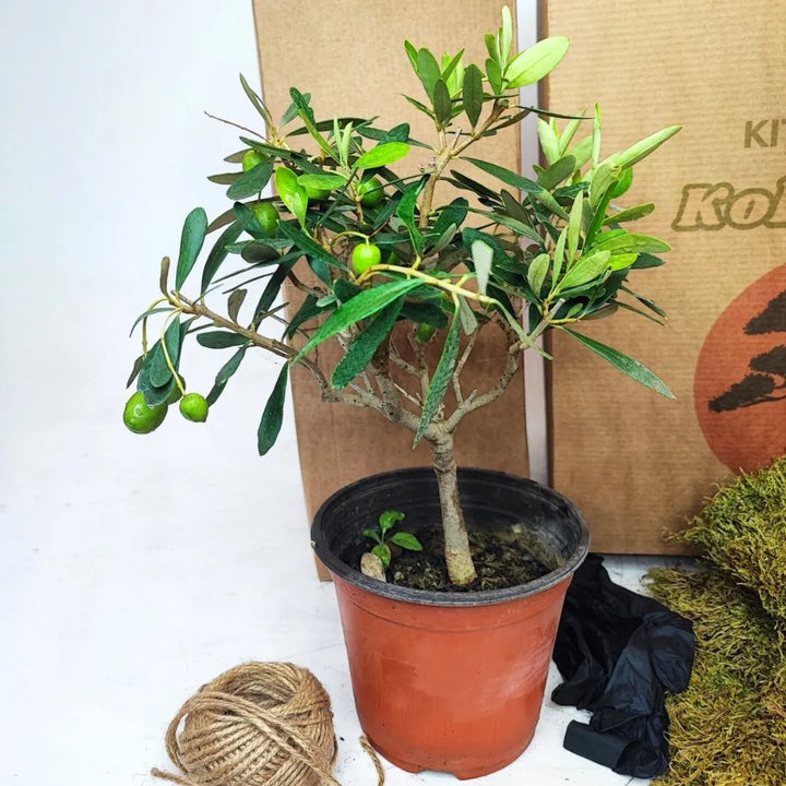 Olivo bonsai in vaso marrone con piccole olive verdi accanto a filo di juta e confezioni del kit.