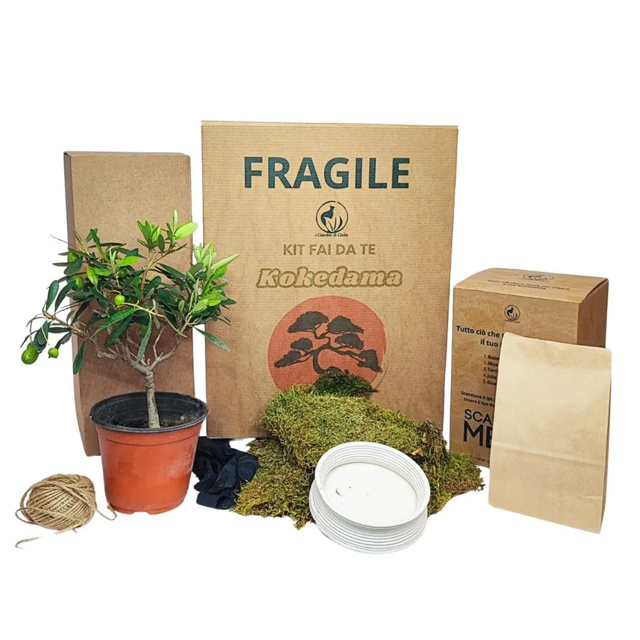 Set completo per kokedama con olivo bonsai, scatole in cartone, muschio, base bianca e cordino di juta.