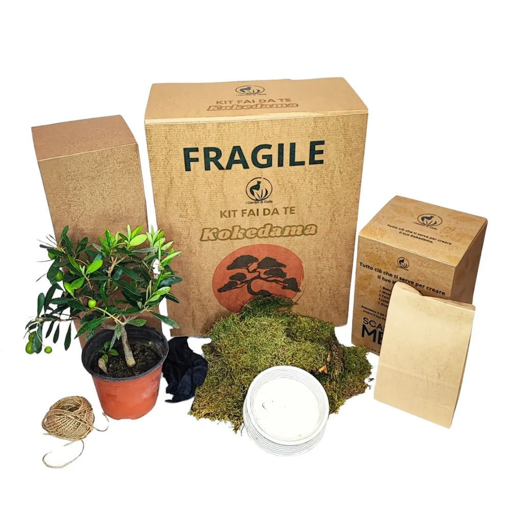 Materiali del kit kokedama con olivo bonsai, muschio naturale, base bianca e accessori per l’assemblaggio.