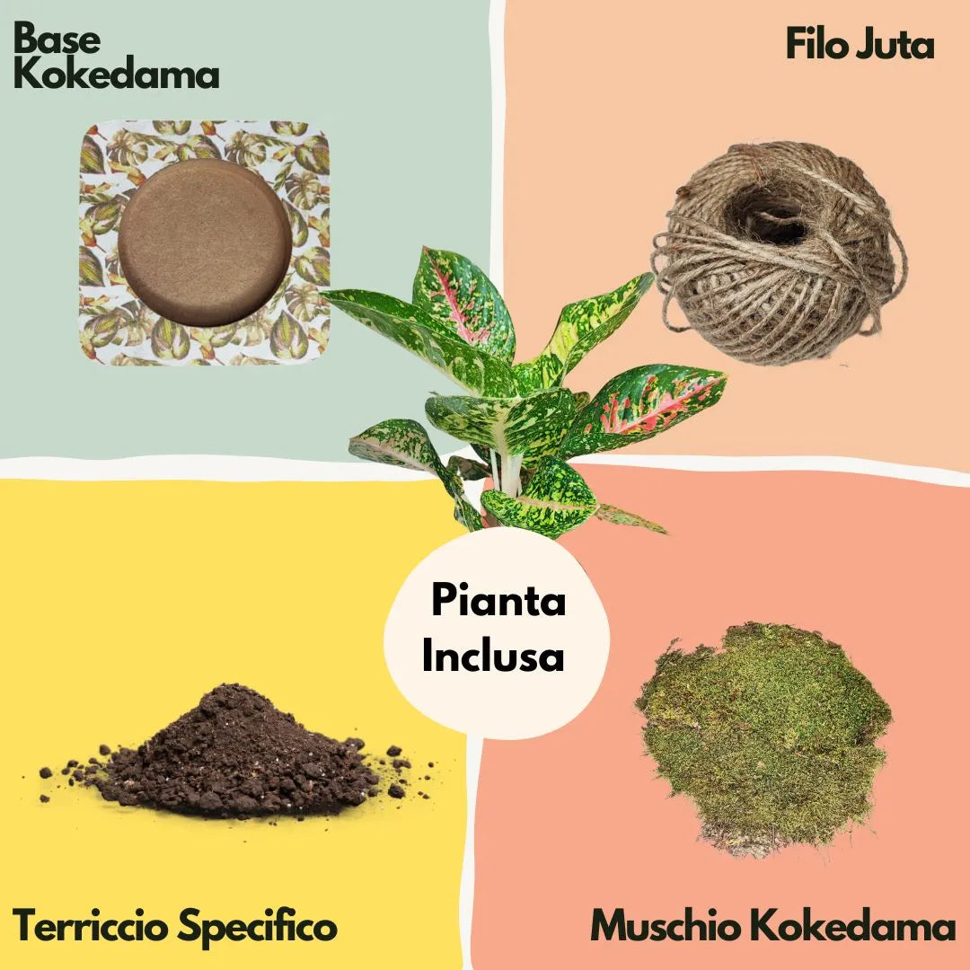Kit Kokedama DIY tout inclus en Aglaonema rouge Uniame