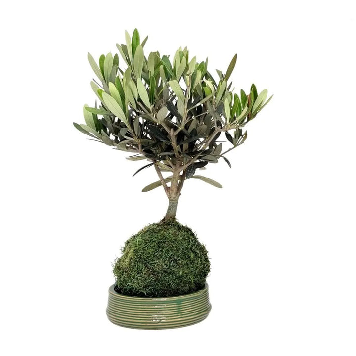 Olivo bonsai con chioma compatta, radici avvolte nel muschio e base verde rotonda.