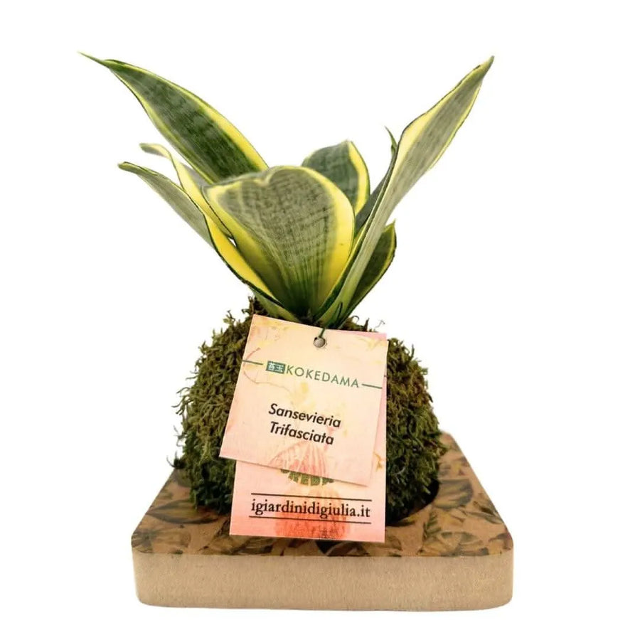 Kokedama Sansevieria - pianta da interno con palla di muschio stabilizzato su base di legno