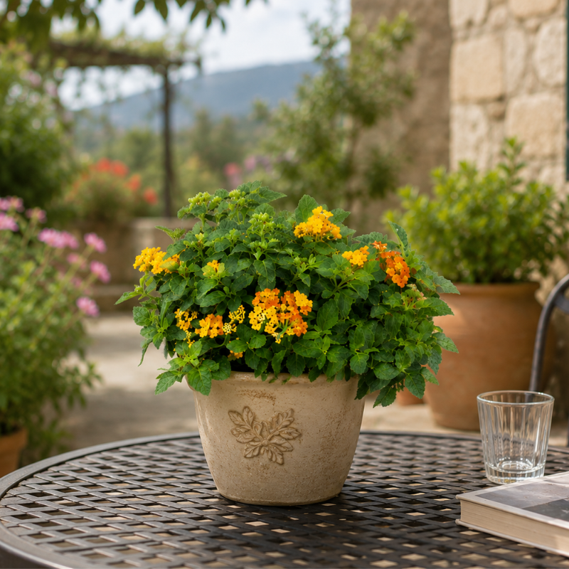 Pianta di Lantana con fiori giallo arancio in vaso decorativo beige su tavolo da giardino.
