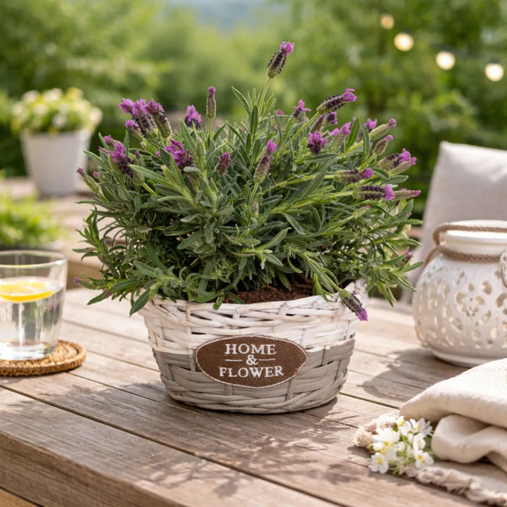 Lavanda Home & Flower - Pianta aromatica in vaso intrecciato su tavolo da giardino