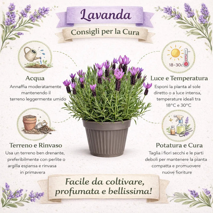 Lavandula angustifolia D.22 cm