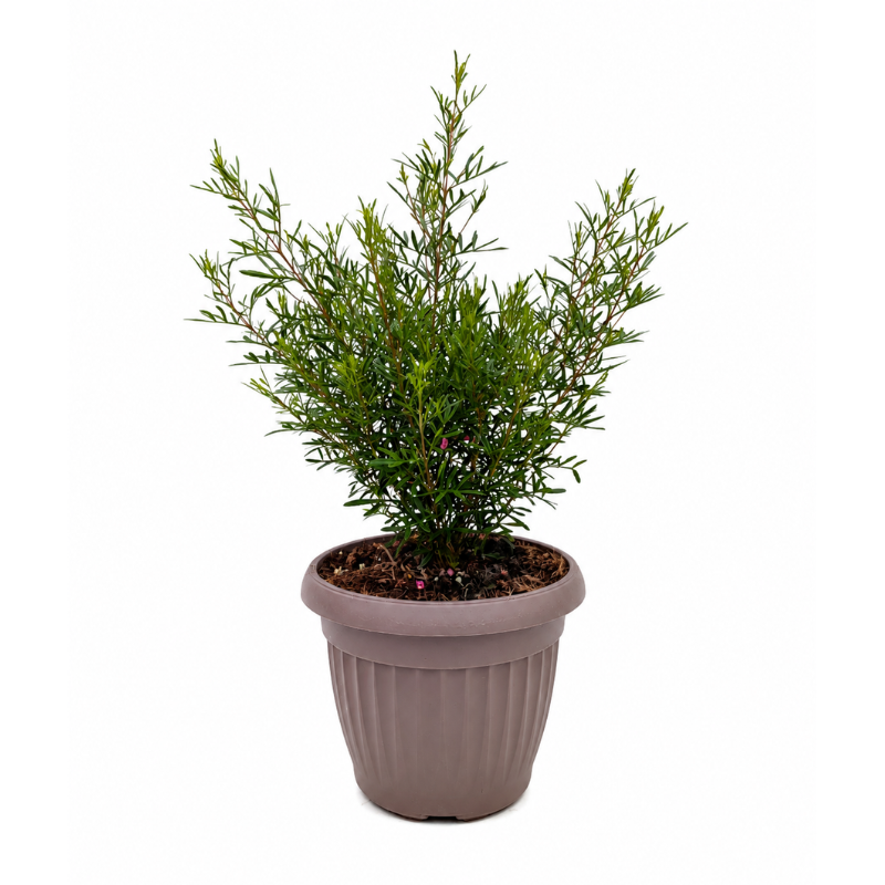 leptospermum scoparium in vaso marrone pianta sempreverde ornamentale