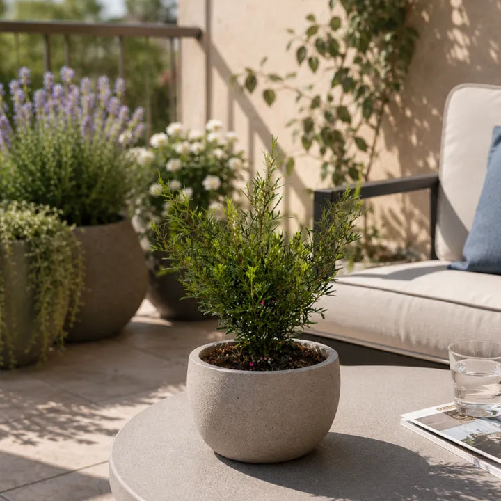 leptospermum scoparium in vaso beige su terrazzo moderno arredato