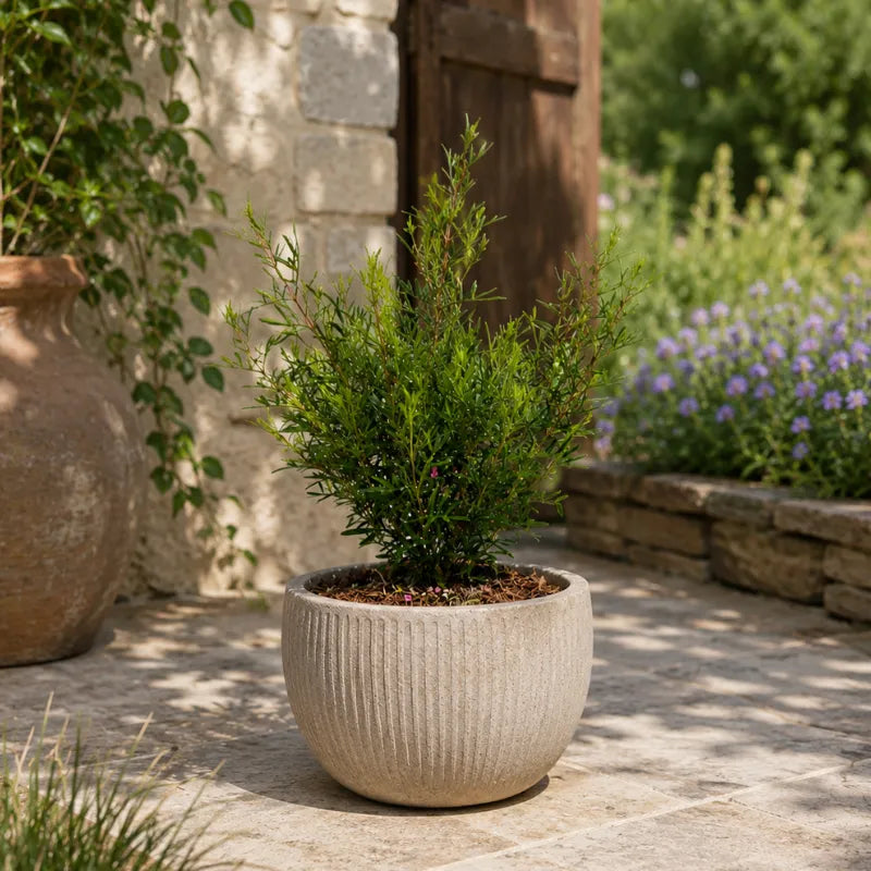 leptospermum in vaso decorativo da esterno su patio mediterraneo
