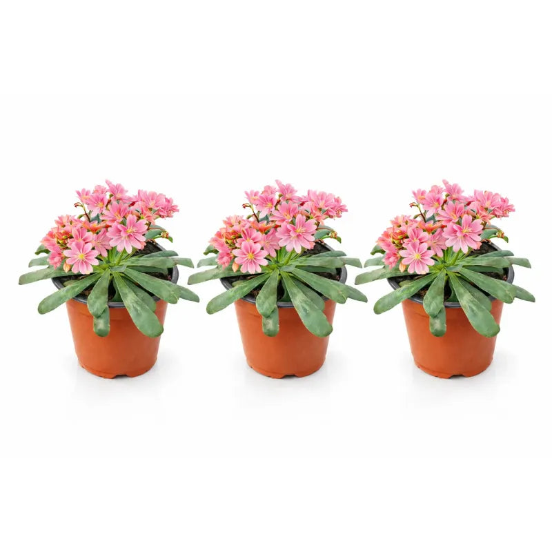 Lewisia perenne - Lewisia in piena fioritura estiva con colori vivaci