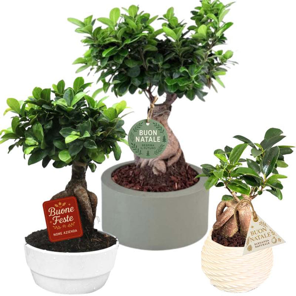 Rastrello per Bonsai a 3 Punte, Rastrello per Radici in Acciaio Rastrello per Bonsai a 3 Punte, Rastrello per Radici in Acciaio