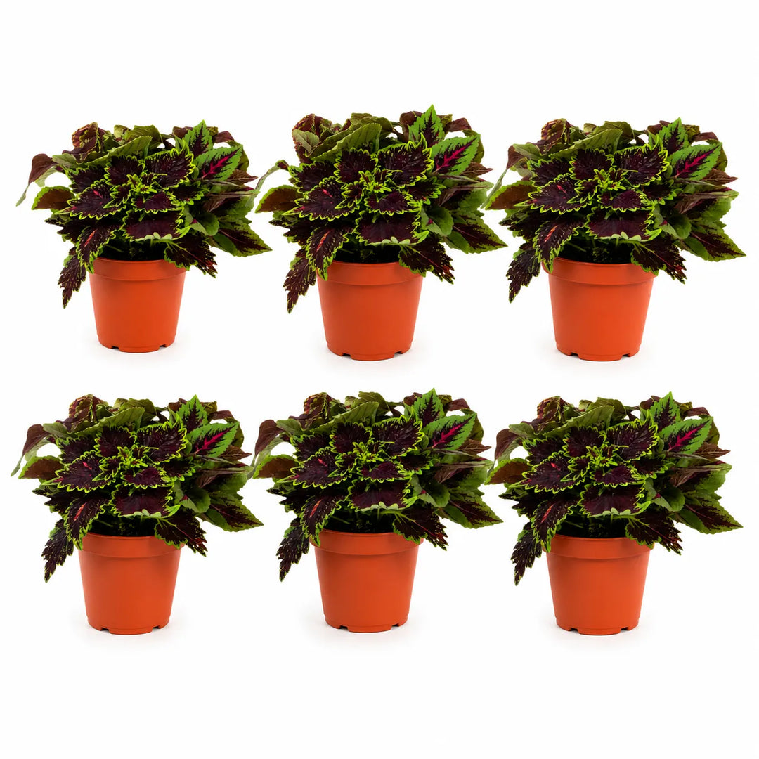Sei piante di Coleus in vaso con fogliame decorativo verde, viola e fucsia disposte su sfondo bianco.