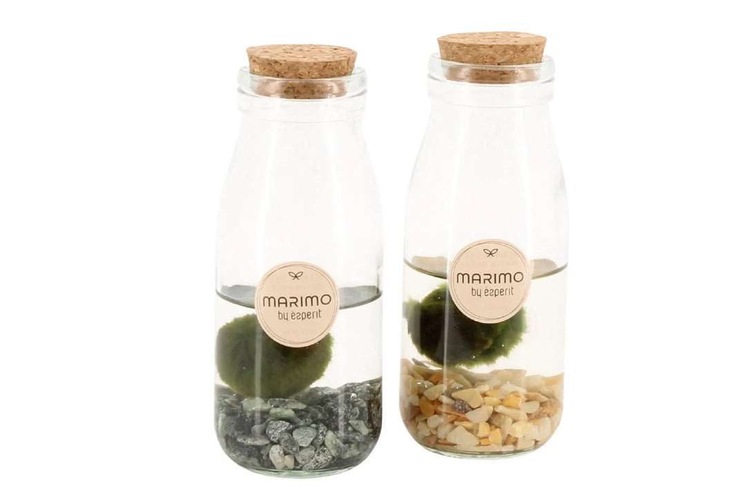 Marimo 90545 - i Giardini di Giulia  
