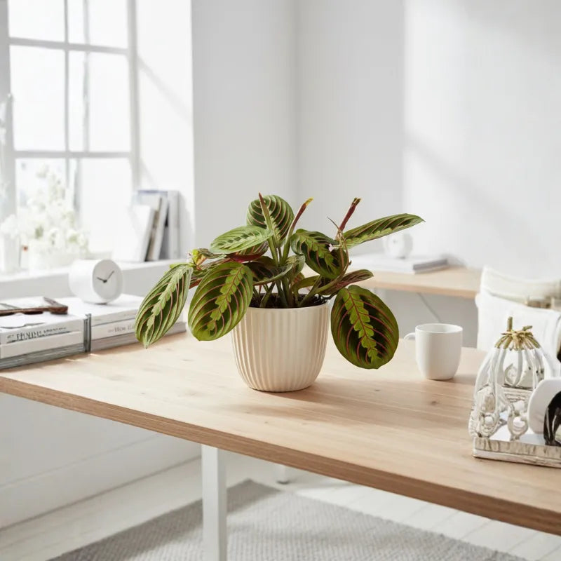 Maranta Leuconeura Fascinator su scrivania moderna, pianta da interno con foglie ornamentali verdi e rosse